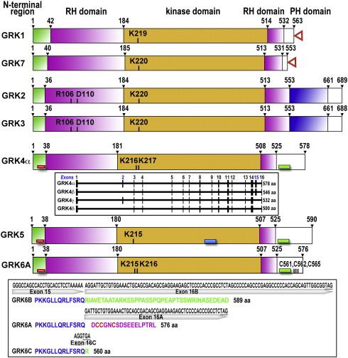 GRKs: organizzazione strutturale 7 membri suddivisi in 3 famiglie GRK1-like 1 e 7: fotocettori GRKS-2