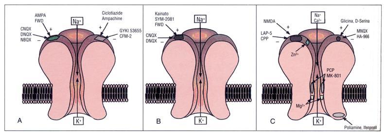 Fig.6: Recettori ionotropici per il glutammato. A: Proprietà farmacologiche dei recettori AMPA.