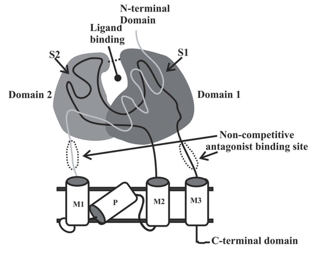 AMPA determina la morte dei neuroni collegata con varie malattie neurologiche, come colpo apoplettico, corea di Huntington, epilessia ecc.