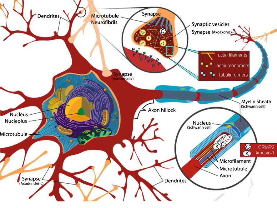 differenziazione neuronale [42]. Fig.13: Meccanismi mediante i quali la proteina CRMP-2 influenza le strutture neurali.