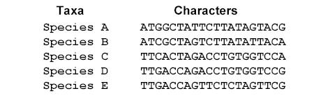 Dati usati per le ricostruzioni filogenetiche Sequenze allineate: Distanze genetiche: I dati di sequenza vengono trasformati in matrici di