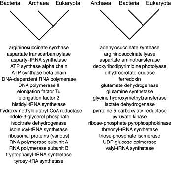 omplessità dell evoluzione dei genomi L analisi delle relazioni filogenetiche esistenti per numerose famiglie di geni rivela per i genomi una storia più complessa e non descrivibile con un semplice