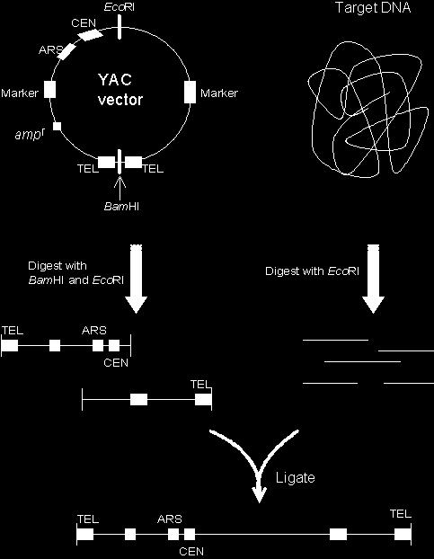 Clonaggio in YAC 1.