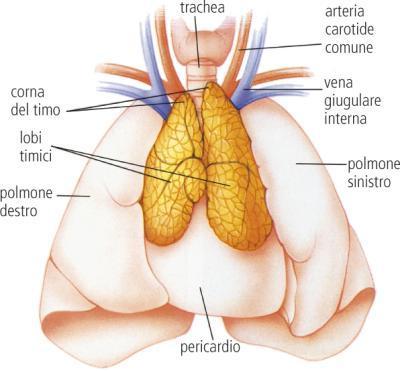 TIMO Organo linfoepiteliale localizzato nel mediastino anteriore Va incontro a involuzione dopo la