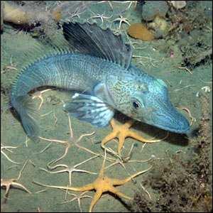 INTERAZIONE GENOTIPO-AMBIENTE Il cosiddetto pesce ghiaccio (fam. Channichthyidae) è un esempio di adattamento evolutivo alle condizioni estreme dell Antartico.