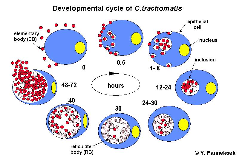 Ciclo di sviluppo delle chlamydie Corpo Elementare (CE)