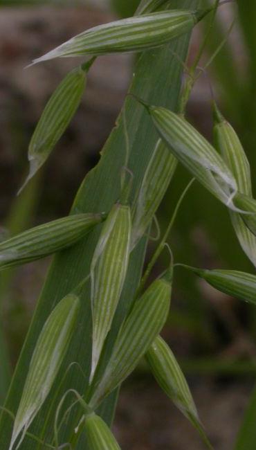 Le specie di infestanti che a livello mondiale sono riconosciute come più pericolose sono: - Graminaceae: piante a fusto cilindrico, articolato e vuoto negli internodi, con foglie provviste di una