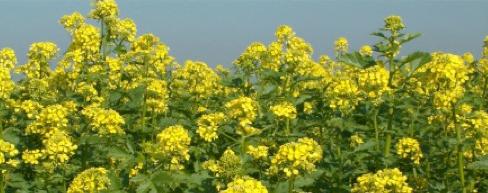 Per quanto riguarda le aree della Pianura Padana la semina si svolge nei mesi di febbraio, marzo e aprile.