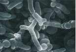 Batteri Probiotici: cosa sono e perché sono così