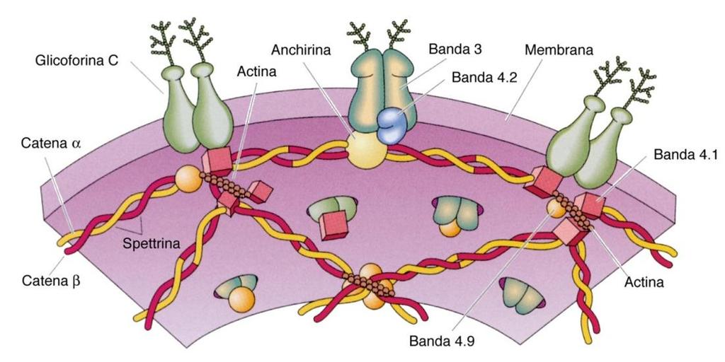 I microfilamenti e la spettrina collegano tra loro i domini interni di proteine