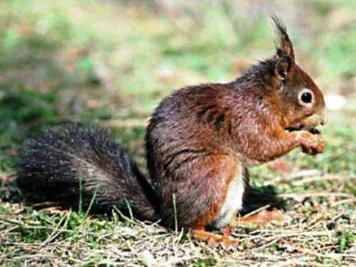 Lo scoiattolo Lo scoiattolo comune in dialetto è chiamato schirat; nel linguaggio scientifico Sciurus vulgaris. È lungo circa 20 cm, www.webalice.it/ivo.
