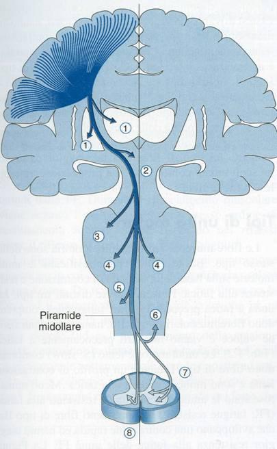 Neuroanatomia: cenni Capsula interna Tratto cortico-spinale (piramidale) Origine nell area motoria primaria 3% cellule di Betz del V strato (larghi assoni mielinici) Tronco encefalico Piramide