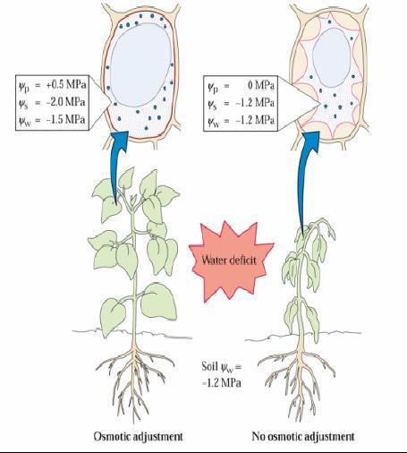 Il Ψw delle piante deve essere più negativo Ψw del suolo, altrimenti il suolo