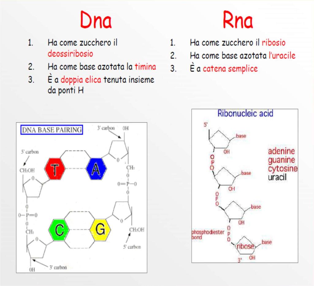 DNA RNA