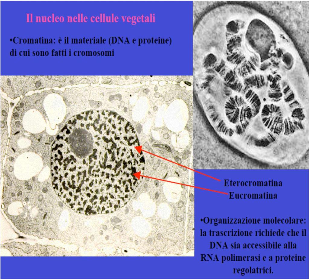 La cromatina (DNA+proteine) non è uniformemente ripartita nel nucleo