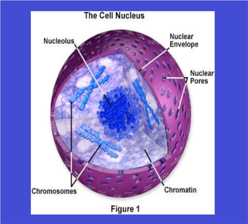Il nucleo di una cellula eucariote è circondato da una