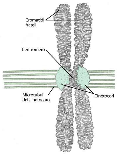 CROMOSOMA METAFASICO Alla fine della metafase il centromero di ciascun cromosoma si divide, per