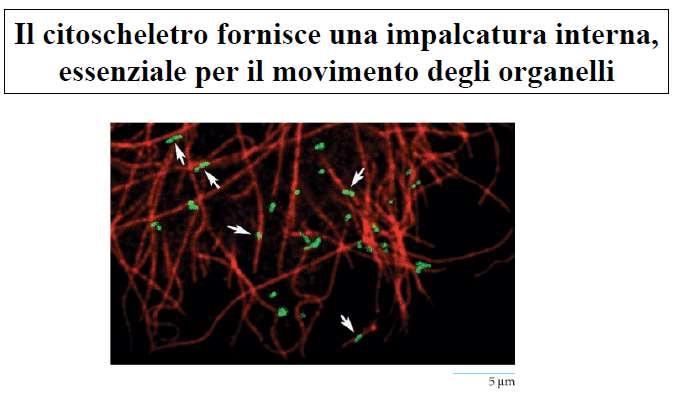 NB: Nell immagine le proteine dei perossisomi sono legate ad una proteina fluorescente verde