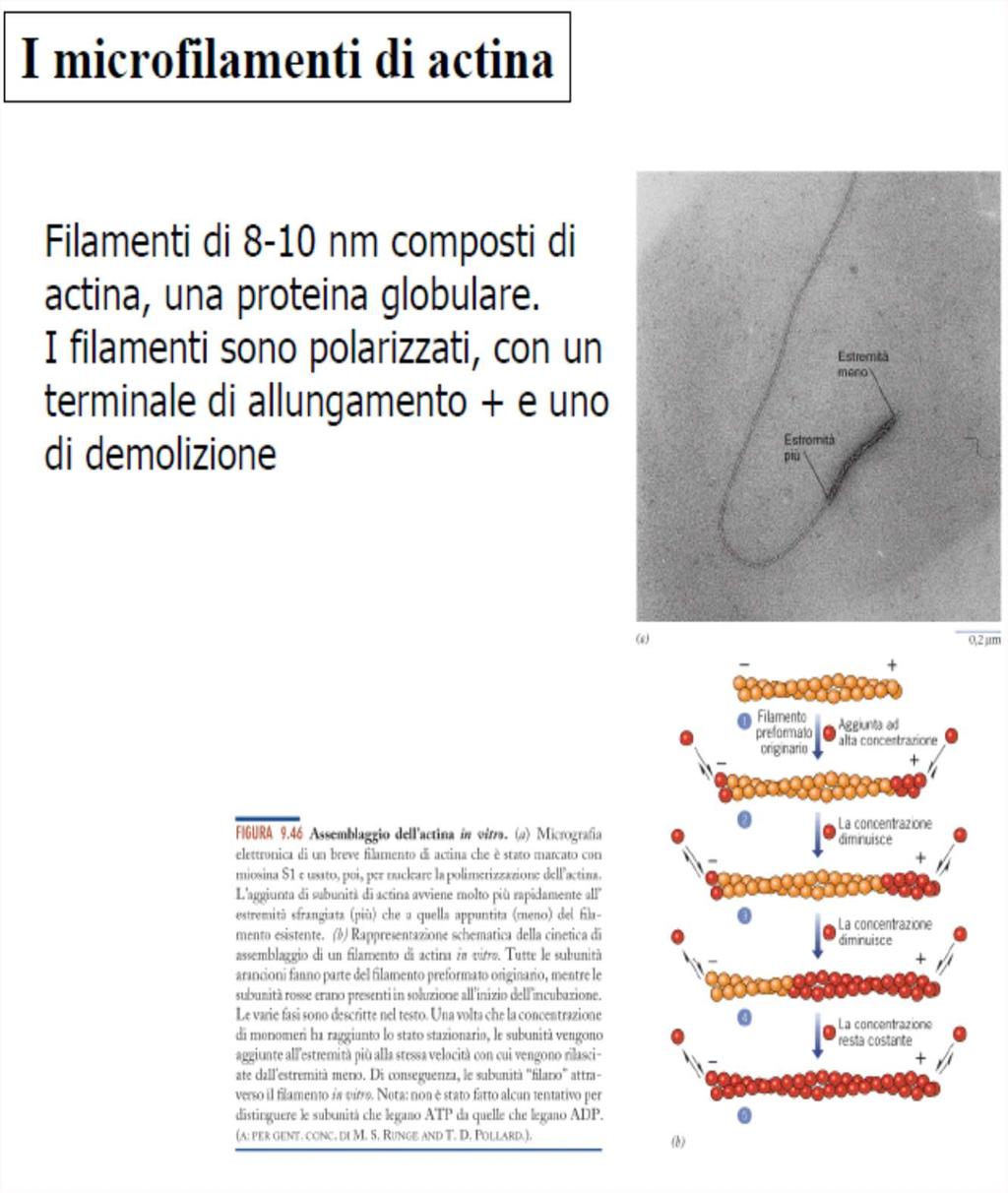 I microfilamenti (actina F), con spessore 8-10 nm, consistono in due catene lineari di una proteina globulare (actina G) avvolte l una attorno all altra a spirale.