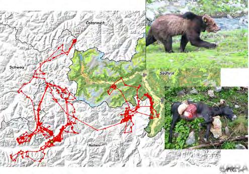 M25, segnali della trasmittente in Tirolo(I) Strategia Orso Sulla base delle esperienze fatte nel Cantone dei Grigioni, l'ufam ha elaborato la
