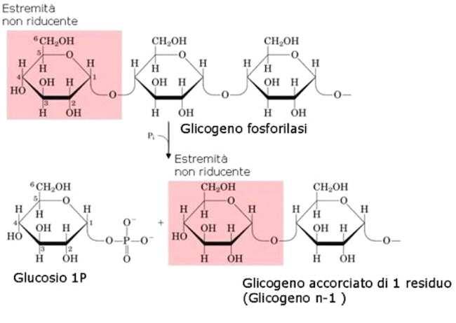 reticolo endoplasmatico liscio.