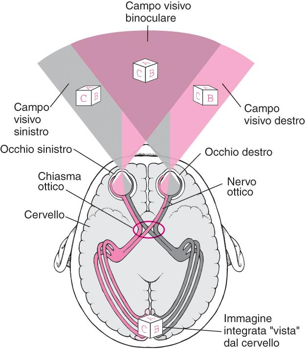 ). Fig. 2.