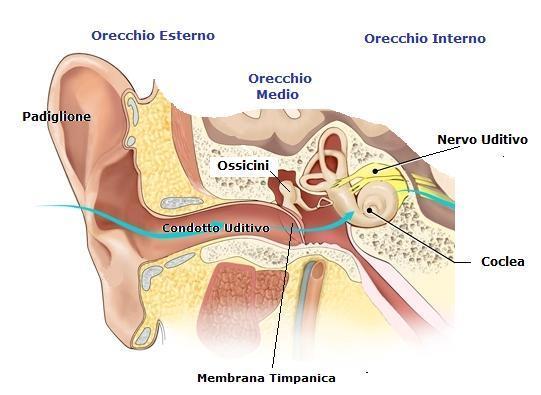 L epitelio olfattivo è costituito da neuroni che raggiungono la superficie della mucosa tramite un prolungamento cellulare dotato di una decina di ciglia.