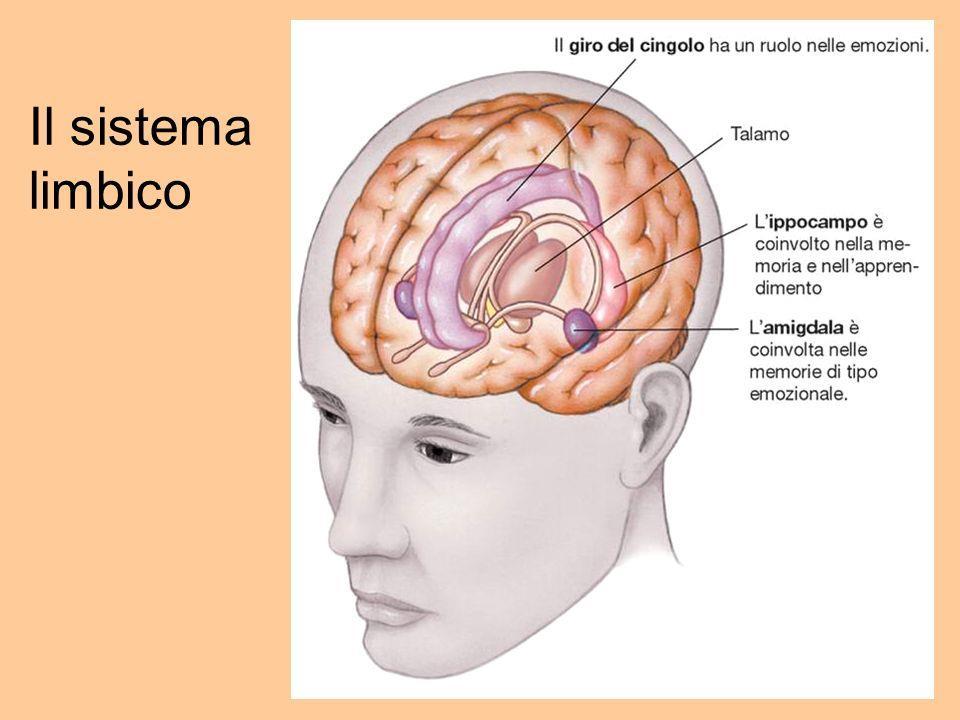 memoria), l amigdala (anch essa coinvolta nella memoria), talamo (smista le sensazioni emotive in salita e in discesa), l ipotalamo (attiva determinati ormoni a seconda dell emozione provata).