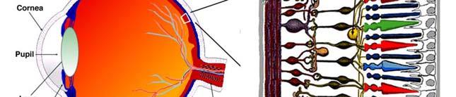 L occhio reagisce con sufficiente facilità ai differenti livelli luminosi attraverso un elemento di regolazione