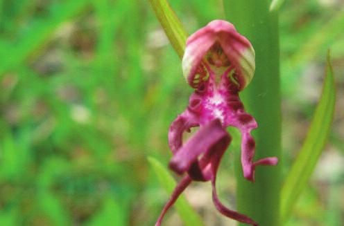 Radure, margini di strade, sentieri e lo stesso bosco si popolano di magnifiche orchidee.