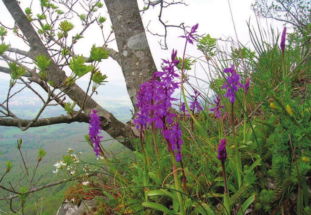 20 Orchis mascula sulla cinta del Vulcano Laziale, Monte