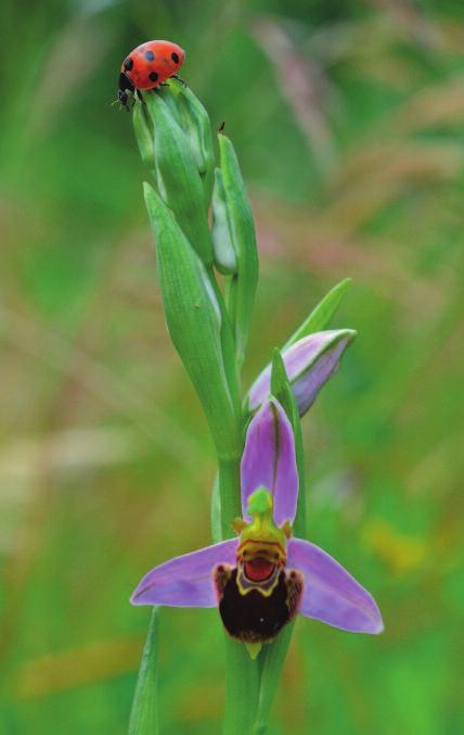 22 Ophrys apifera Nella pagina a fronte: Orchis tridentata e, in basso Ophris sphegodes.