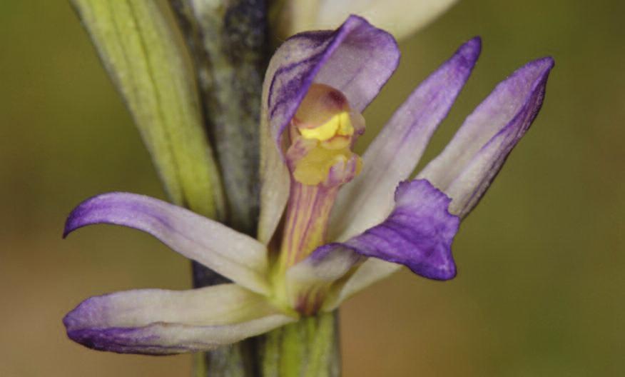 4 Conservazione Orchidee selvatiche: il Limodorum trabutianum Sergio Buono e Sara Magrini Marturanum Limodorum trabutianum. Limodorum trabutianum Batt.