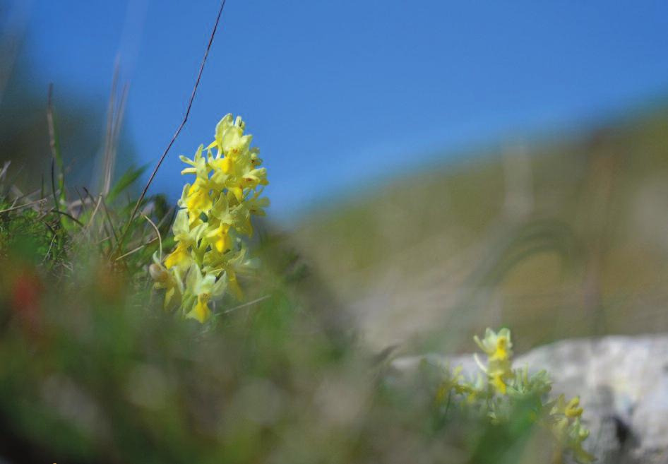 6 Orchis pauciflora fotografata