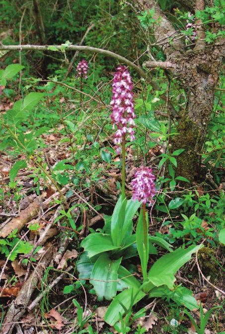 Foto Arch. Parco Marturanum 14 Ophrys cinnabarina. Nella pagina a lato Orchis purpurea.