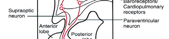 Modificazione dei parametri renali in corso di