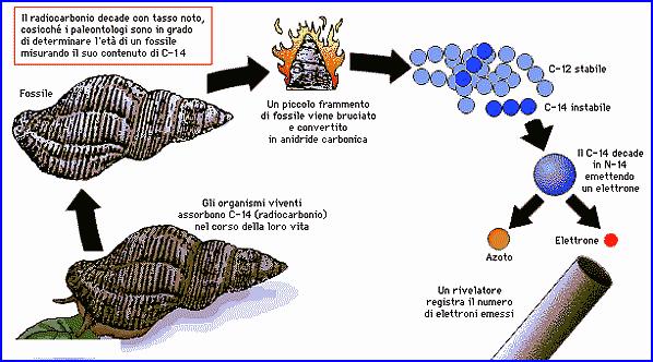 DECADIMENTO RADIOATTIVO: DATAZIONE CON IL CARBONIO14 Che cosa abbiamo osservato?