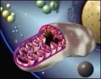 I mitocondri sono organelli a doppia membrana presenti all interno della cellula con la funzione principale di produrre energia