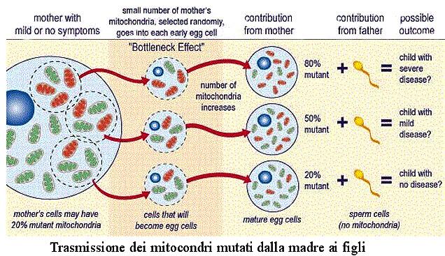 Ci sono centinaia di molecole di DNA mitocondriale in ogni cellula, e in generale le mutazioni patogenetiche sono presenti in alcuni ma non in tutti questi