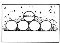 Regolazione della trascrizione in procarioti: da meccanismi semplici a eventi regolativi complessi Biofilm e quorum sensing BIOFILM Comunita ben strutturata di batteri e cellule