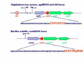 adesione cellulare, formazione di biofilm Competenza Produzione di peptidi antimicrobici Peptidi segnale (auto-induttori)