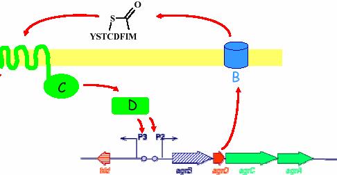 Secrezione e uptake del peptide AgrD AgrC/A: sistema a due componenti AgrB: secrezione/modificazione Schema generale del QS in Gram + AgrC: sensore PO 4 A AgrA regolatore di risposta Confronto tra