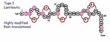 Un peptide antimicrobico utile : la nisina Se ricordiamo lo schema generale del QS in Gram+.