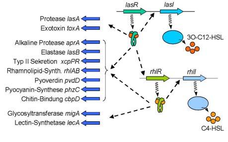 Quorum Sensing in Pseudomonas aeruginosa C12-HSL C4-HSL Tre classi funzionali principali: