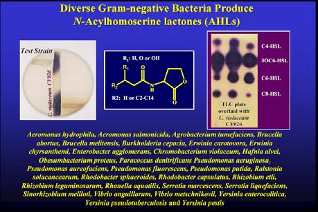 quorum sensing-dipendenti