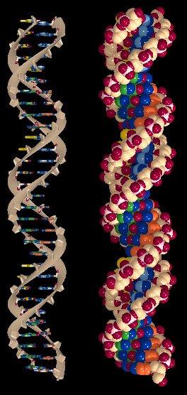 Il DNA è costituito da un doppio filamento che origina una doppia elica Le sequenze degli atomi nelle due catene corrono in direzioni opposte (antiparallele) Nella struttura