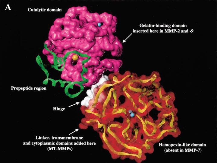 Le Gelatinasi: MMP-9 e MMP-2 MMP-9