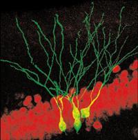 Neurobiologia