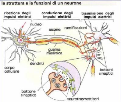 nervoso. I neuroni sono invece i responsabili del trasferimento e dell'elaborazione delle informazioni del sistema nervoso.