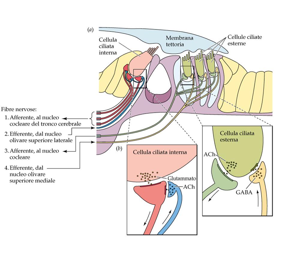CCI sono i recettori acustici -Fibre afferenti: ( 95% del nervo acustico) sinapsi eccitatorie: glutammato divergenza : 1 CCI a 20 fibre -Fibre efferenti: sinapsi inibitorie : Ach inibizione